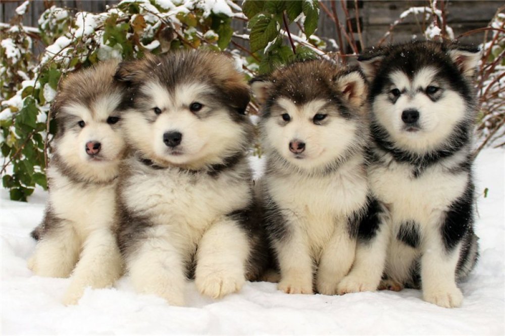 Alaskan Malamute Siberian Husky Mix Puppies
